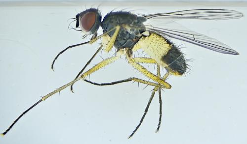 Réf. 299 491 : Coenosia testacea